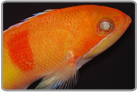 Tri-Color Anthias